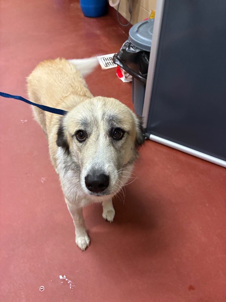Photo of Shena, adoptable Anatolian Shepherd in Douglasville, Georgia