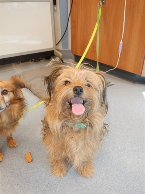 Photo of Senior Cairn Terrier, adoptable Cairn Terrier in San José, California