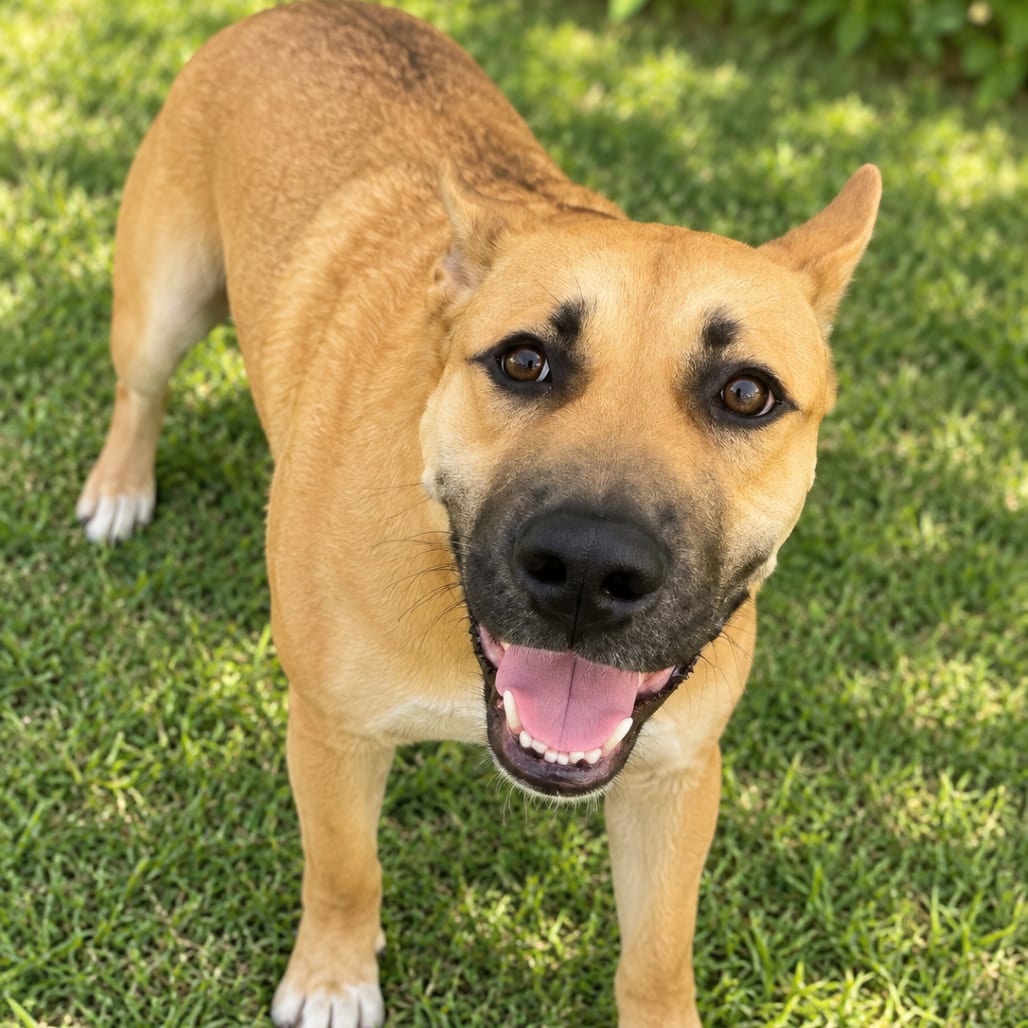 Photo of Meekah, adoptable Retriever, Labrador / Mix in Fort Pierce, Florida