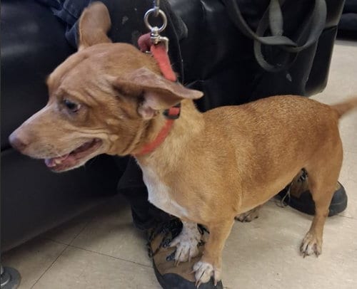 Photo of Anna, adoptable Dachshund in Killeen, Texas