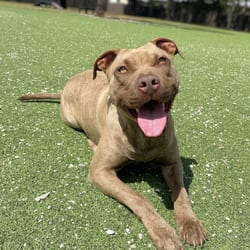 Photo of Suzy 1708, adoptable Mixed Breed (Medium) in Loxahatchee, Florida