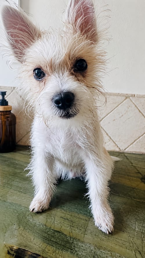 Photo of Benny V, adoptable Jack Russell Terrier in Inglewood, California