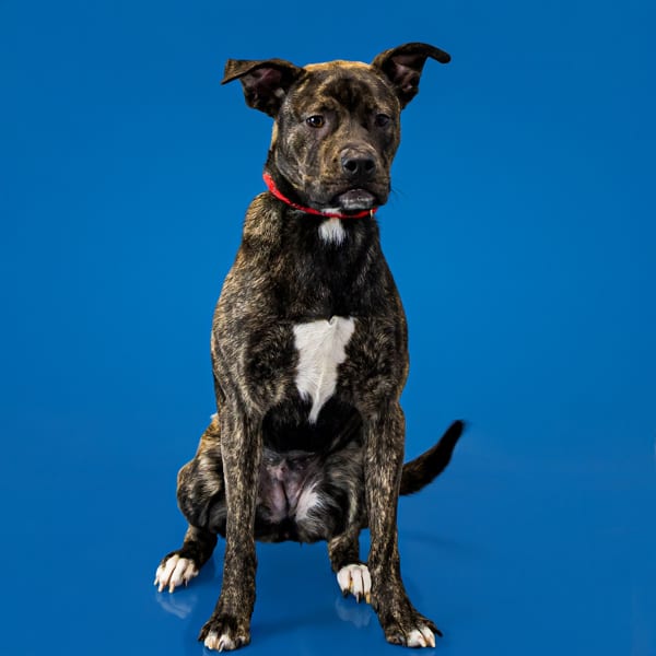 Photo of Rhea, adoptable Pit Bull cross in Lawrenceville, Georgia