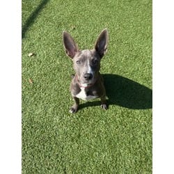Photo of Ali, adoptable American Pit Bull Terrier in Baton Rouge, Louisiana