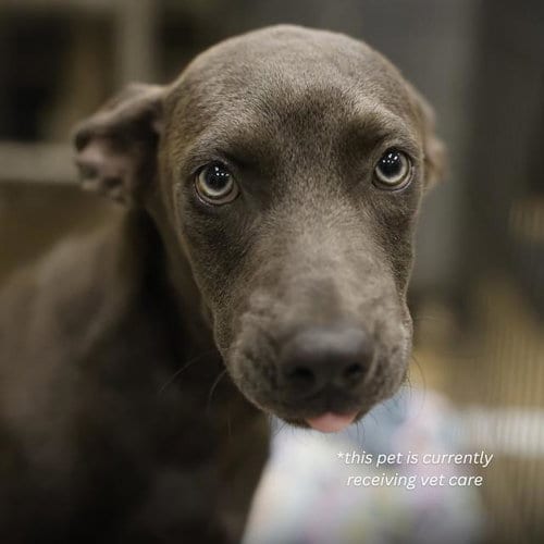 Photo of Storm, adoptable Husky in San Antonio, Texas