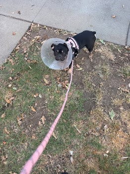 Photo of Minnie, adoptable French Bulldog in Sacramento, California