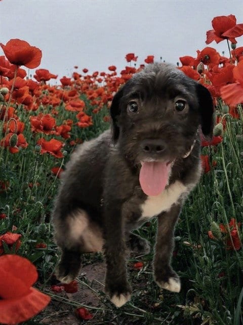 Photo of Zaaige, adoptable Poodle (Miniature) in Forestville, Maryland
