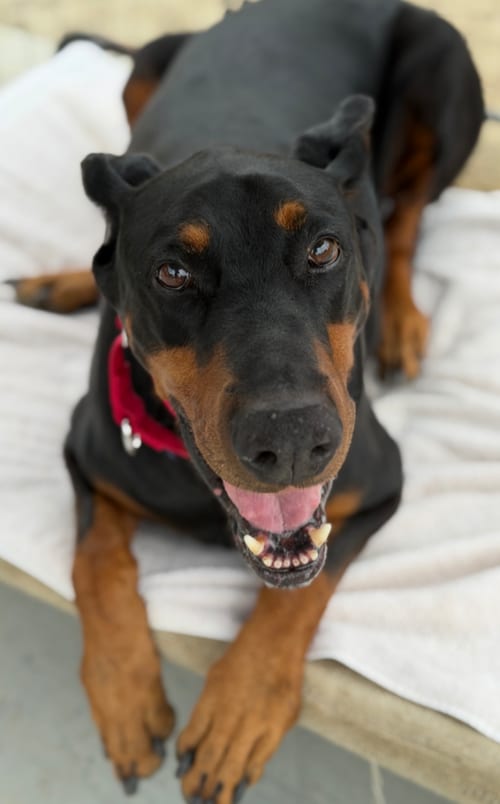 Photo of Anthor, adoptable Doberman Pinscher in Buffalo, Minnesota