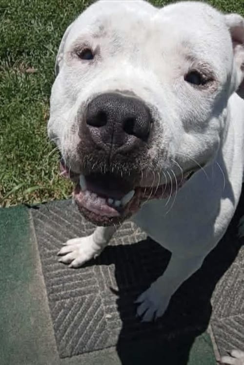 Photo of Micky, adoptable Pit Bull Terrier in Kankakee, Illinois