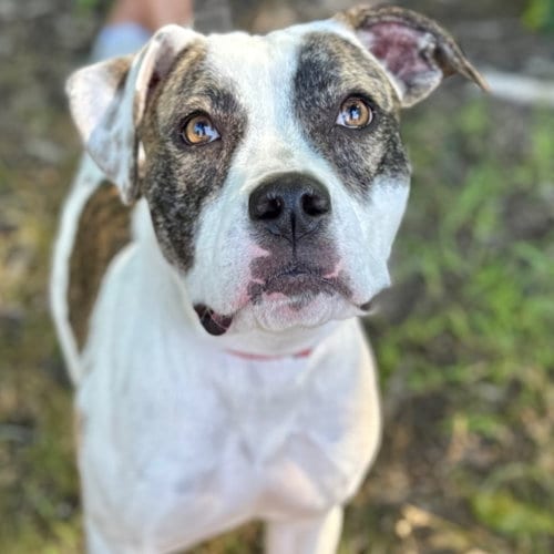 Photo of Batgirl, adoptable Terrier in Canton, Connecticut
