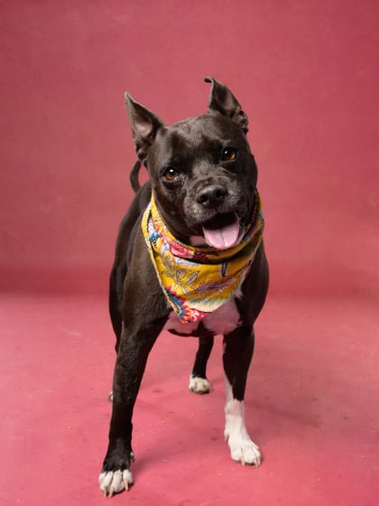 Photo of Jedi, adoptable dog in Atlanta, Georgia