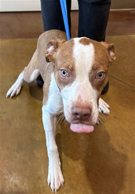 Photo of Bean, adoptable Pointer in Texas City, Texas