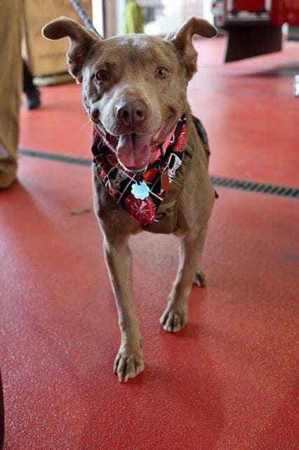 Photo of Misty, adoptable Labrador Retriever in Plano, Texas