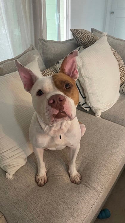 Photo of Big Boy Butters, adoptable American Pit Bull Terrier in Inverness, Florida