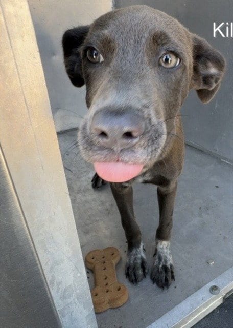 Photo of Wam Bam, adoptable German Shorthaired Pointer in Killeen, Texas