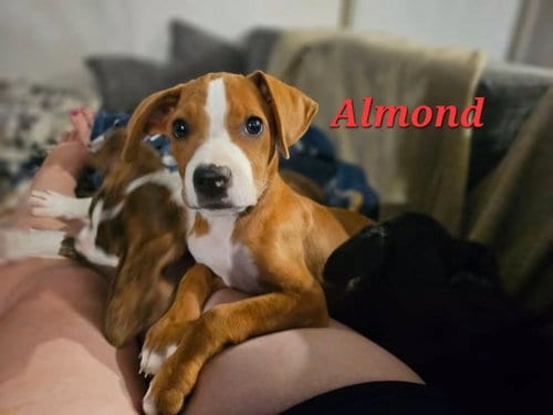Photo of Almond - Nut Litter, adoptable Labrador Retriever in Sheboygan, Wisconsin