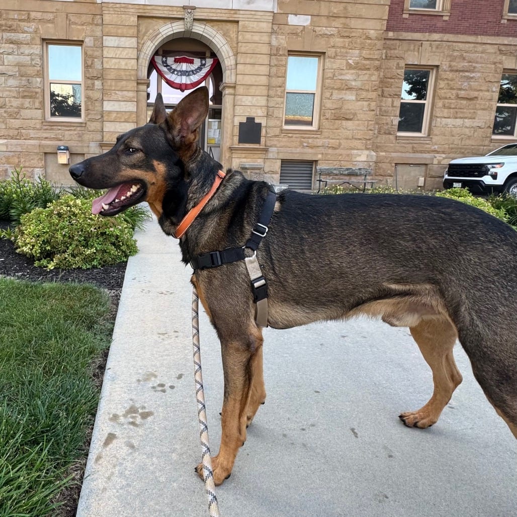 Photo of Justice, adoptable Shepherd, Belgian Malinois in Sullivan, Illinois