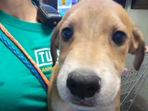 Photo of Foe, adoptable Labrador Retriever in Tulsa, Oklahoma