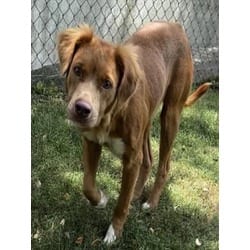 Photo of Katy Pawry, adoptable Nova Scotia Duck-Tolling Retriever Border Collie in Texas City, Texas