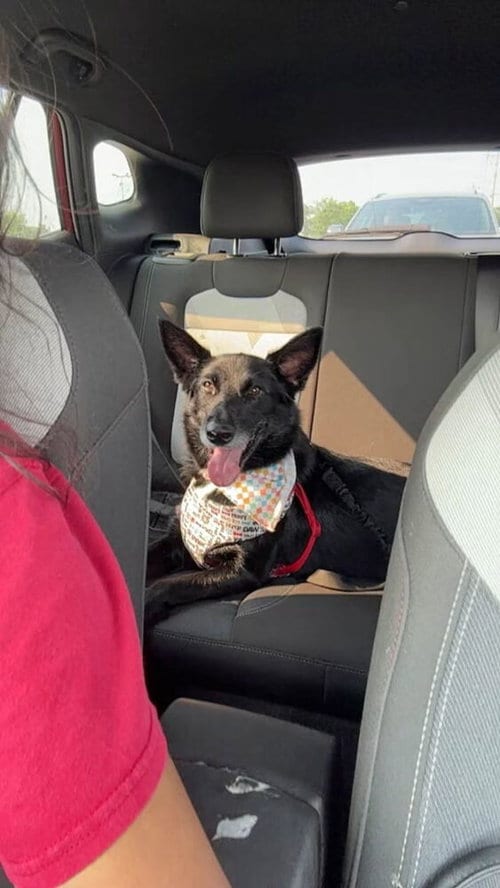 Photo of CD : Dolly, adoptable German Shepherd Dog in Aurora, Indiana