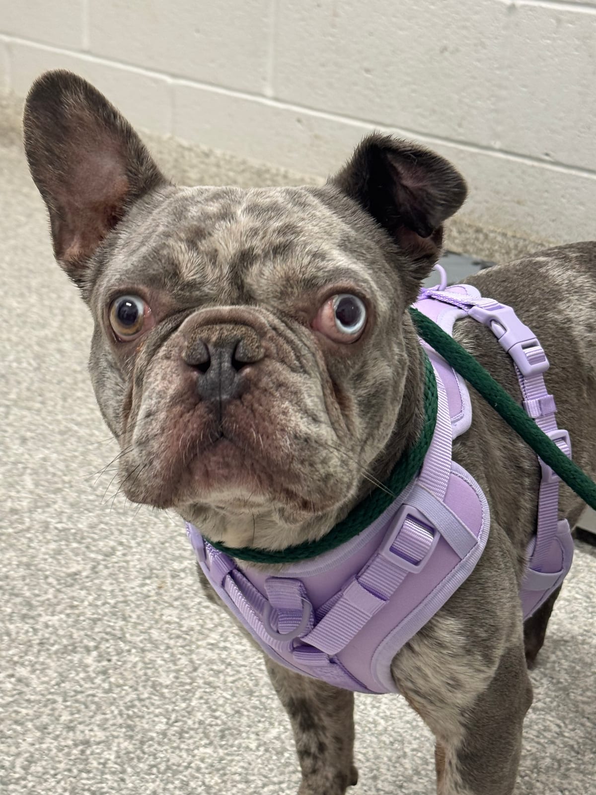 Photo of Tsunami, adoptable dog in Baltimore, Maryland