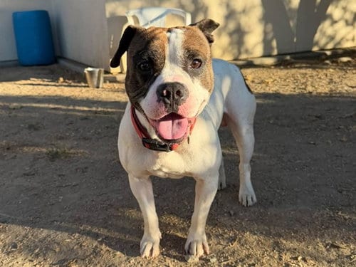Photo of Maxx, adoptable Pit Bull Terrier in Martinez, California