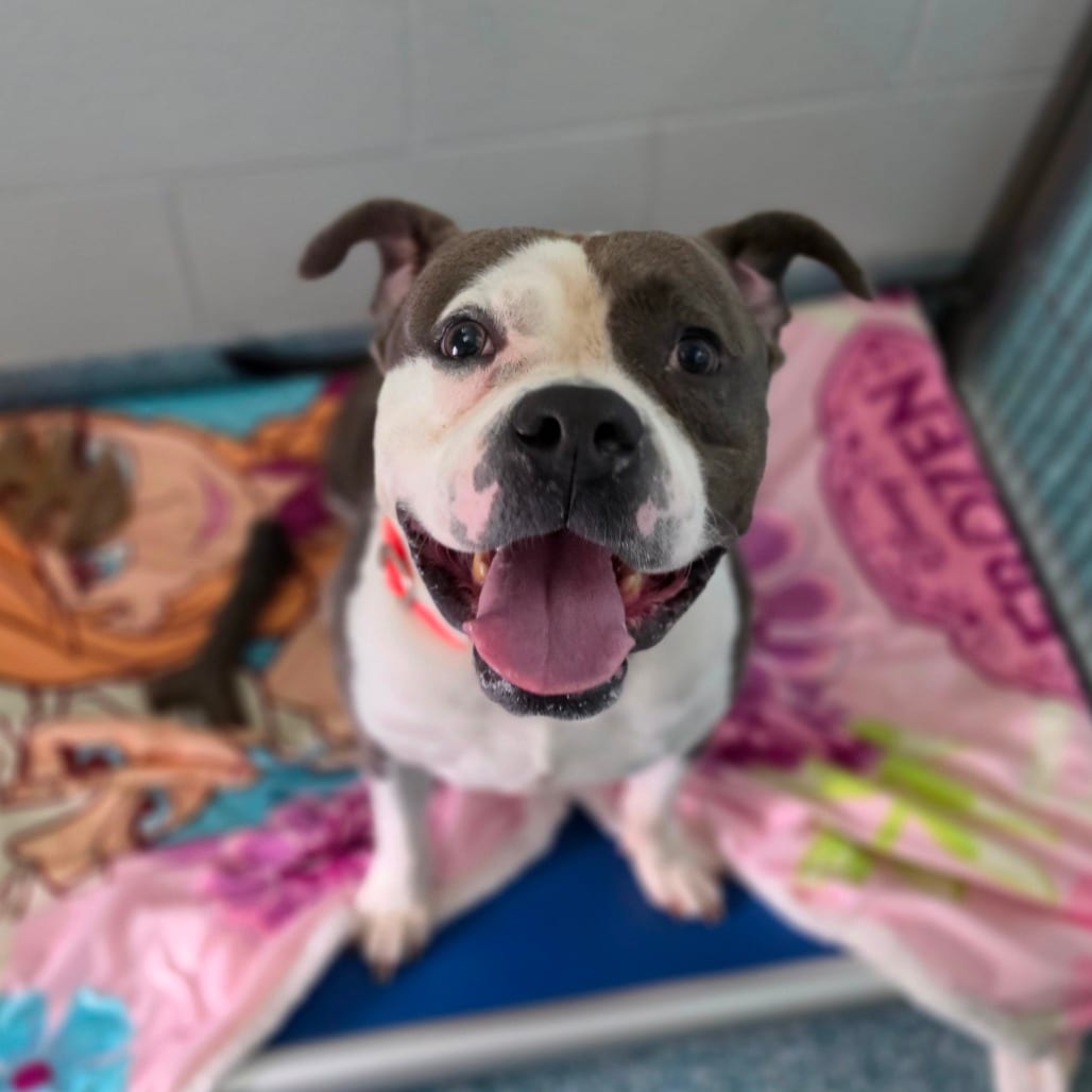 Photo of Saturday, adoptable Mixed Breed (Medium) in Greensboro, North Carolina