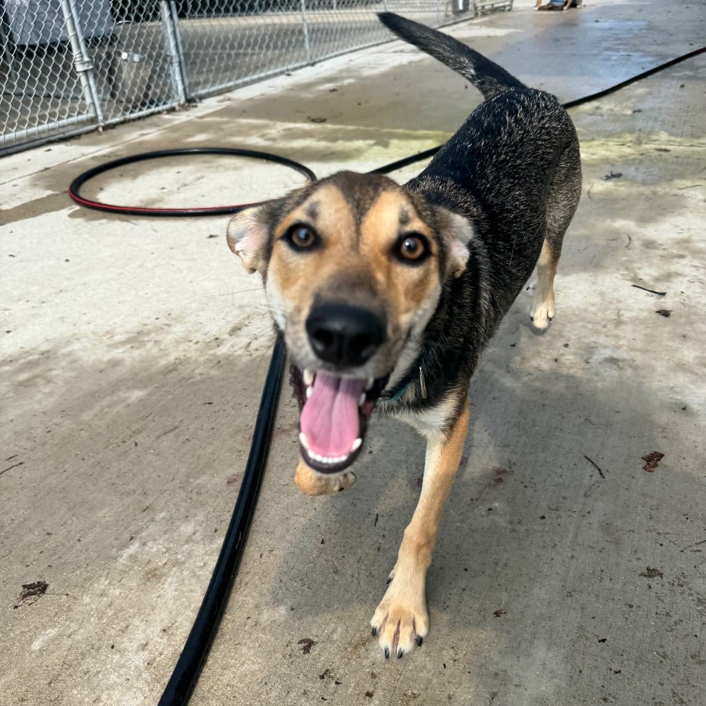 Photo of Zeon, adoptable Shepherd, German / Mix in Monticello, Iowa