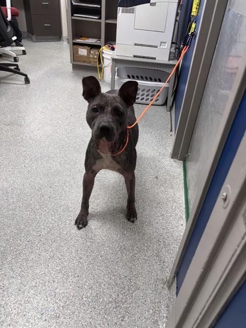 Photo of A188652, adoptable American Staffordshire Terrier in Pasadena, Texas