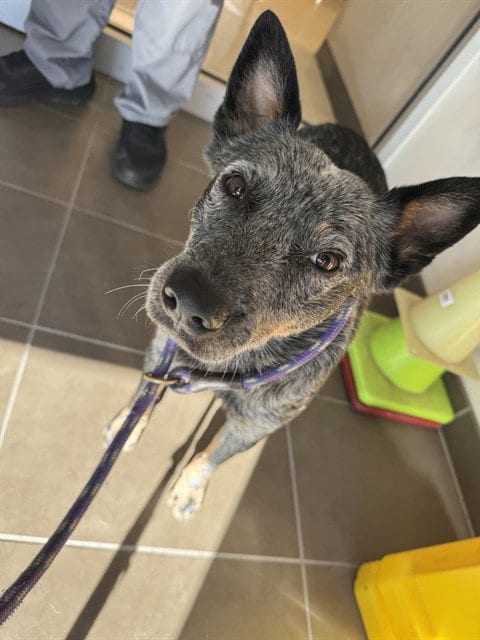 Photo of Toro, adoptable Australian Cattle Dog/Blue Heeler in Garland, Texas