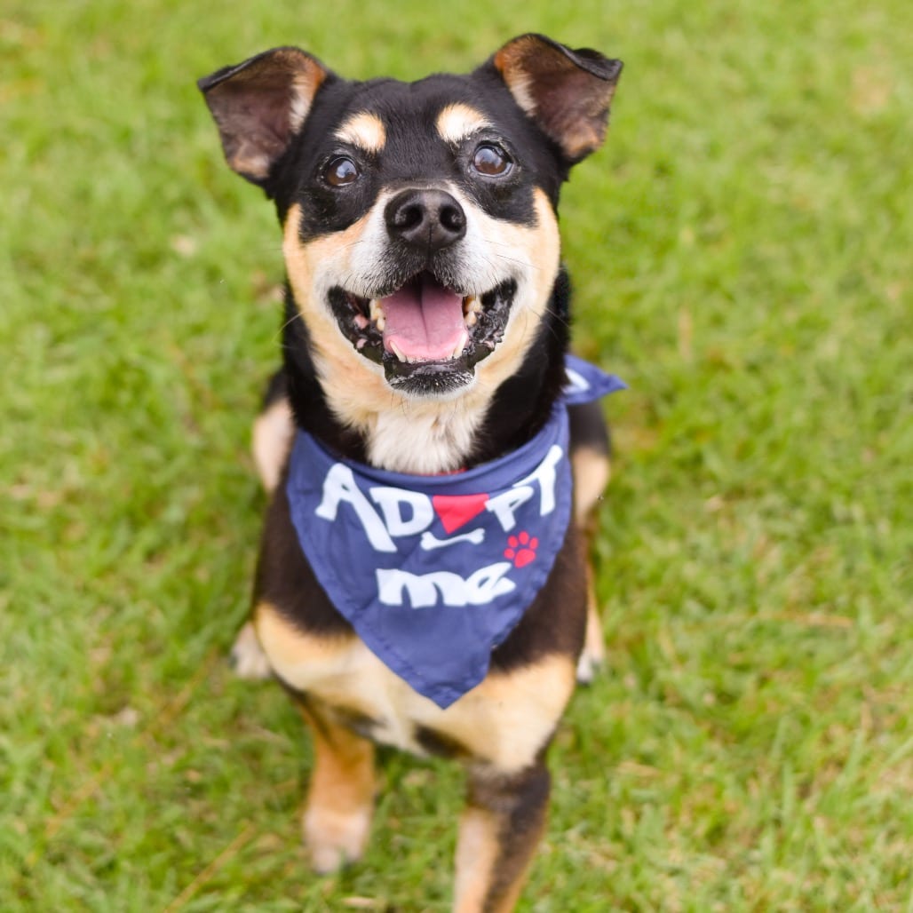 Photo of Jimothy, adoptable Mixed Breed (Small)