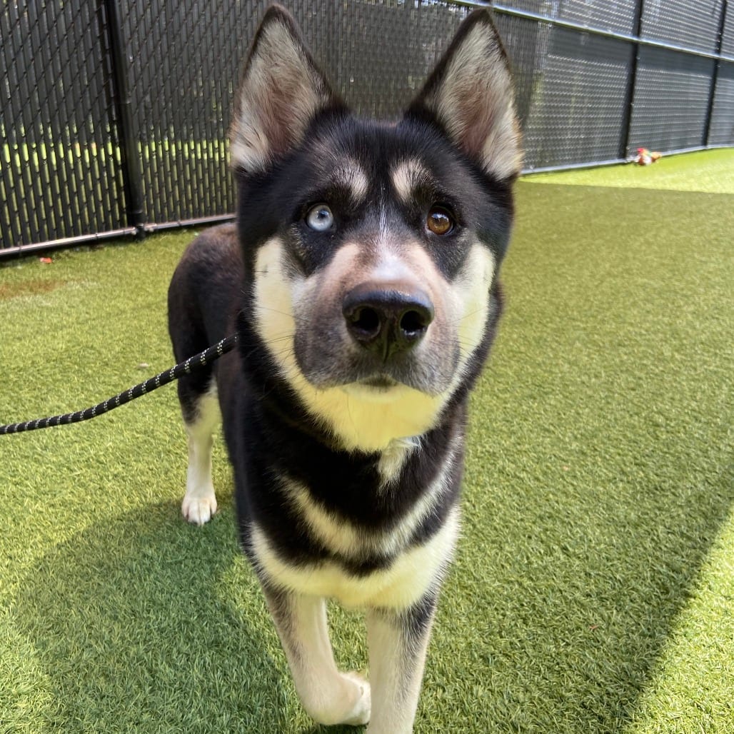 Photo of Nala, adoptable Husky / Mixed Breed (Medium) in Dayton, Ohio