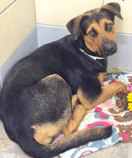 Photo of Bridget, adoptable Rottweiler in Houston, Texas