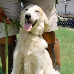 Photo of Nakoma JuM, adoptable Great Pyrenees Mixed Breed (Medium) in Hartford, Connecticut