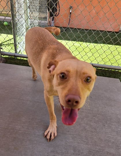Photo of Lucky, adoptable dog in Farmington, New Mexico