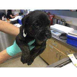 Photo of Nova, adoptable German Shepherd Dog Australian Shepherd in Jurupa Valley, California