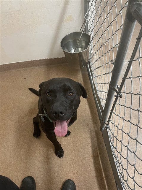 Photo of Tank, adoptable Labrador Retriever in Casper, Wyoming