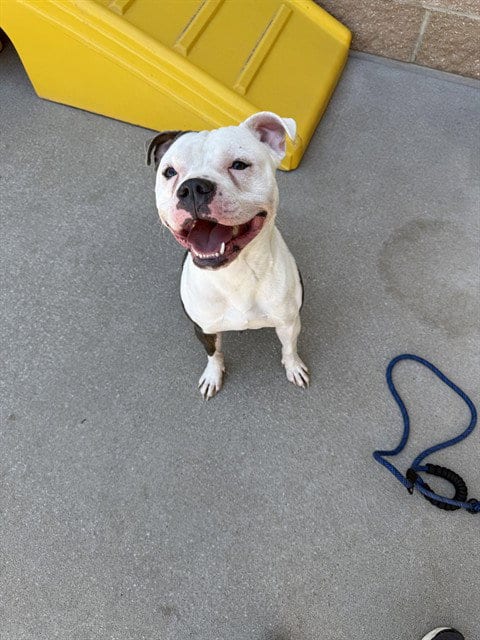 Photo of Ace, adoptable American Staffordshire Terrier in Lee's Summit, Missouri