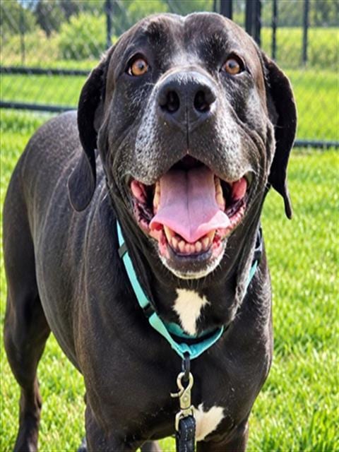 Photo of Rose, adoptable Labrador Retriever in Ocala, Florida