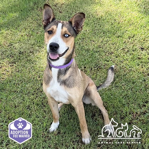 Photo of Ellie, adoptable Catahoula Leopard Dog in Irvine, California
