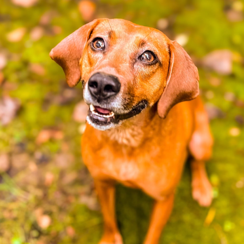 Photo of Olive, adoptable Hound in Ohio, Ohio
