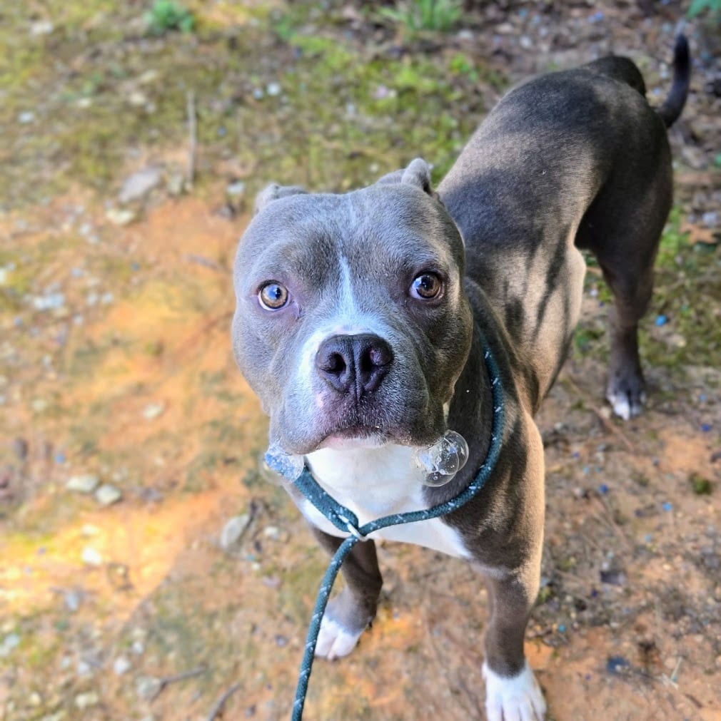 Photo of Chuckles, adoptable Pit Bull Terrier in Douglasville, Georgia
