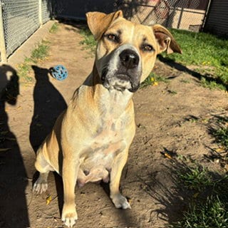 Photo of Samantha, adoptable Pit Bull Terrier in Modesto, California