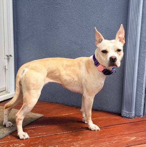 Photo of Demi, adoptable Pit Bull Terrier in Oakland, California