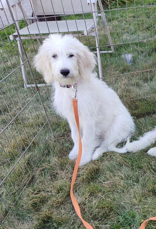 Photo of Lily, adoptable Great Pyrenees in Croydon, New Hampshire