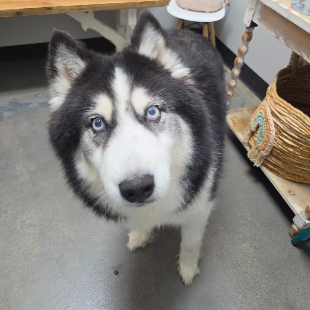 Photo of Flora, adoptable Husky, Siberian in Normal, Illinois