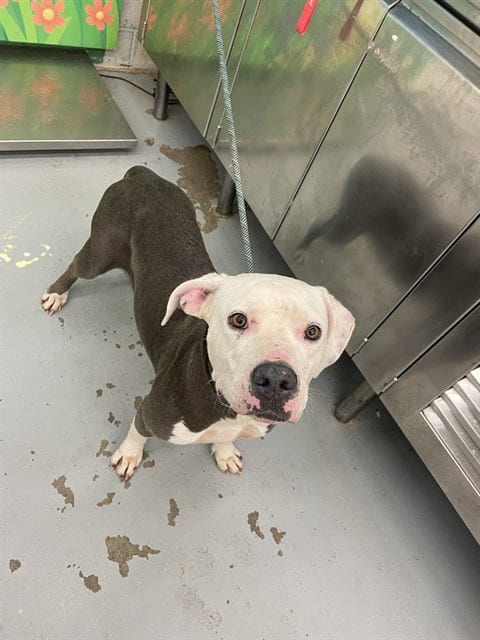 Photo of Mancha, adoptable Pit Bull Terrier in Waco, Texas