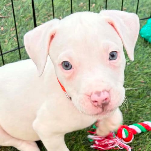 Photo of Mae, adoptable Pit Bull Terrier in Normal, Illinois