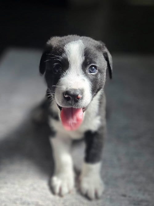 Photo of Panda, adoptable Labrador Retriever in The Woodlands, Texas