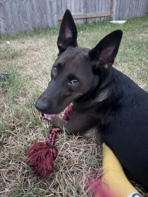 Photo of Azteca, adoptable Labrador Retriever in Houston, Texas